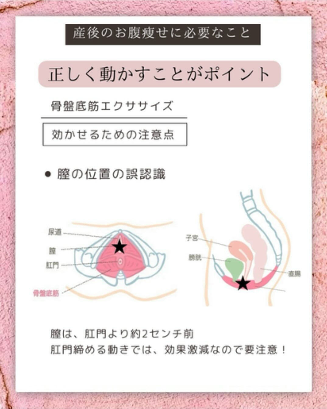 骨盤底筋｜産後のお腹を戻す鍵となる筋肉